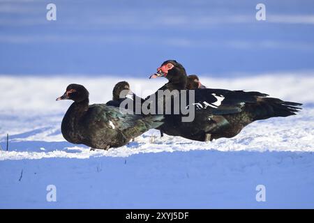 Anatra moscovita a galla in inverno. anatra moscovita in una fattoria in inverno Foto Stock