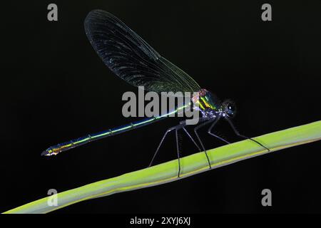 Damselfly alata blu, Calopteryx virgo. Damigella alata blu su una foglia. Bella Demoiselle su una foglia Foto Stock