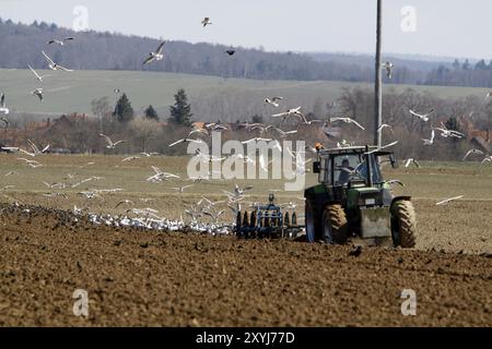 Gabbiani e stalli seguono un trattore da aratura (Weserbergland) Foto Stock