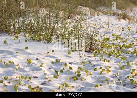 Primo piano dell'erba verde sulla duna di sabbia Foto Stock