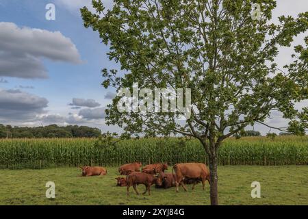 Mucche distese e in piedi su un pascolo accanto a un albero di fronte a un campo di mais sotto un cielo nuvoloso, borken, muensterland, germania Foto Stock