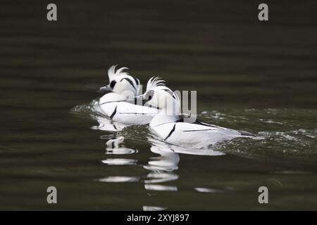 Merganser petto rosso, Mergellus albellus, puzza Foto Stock