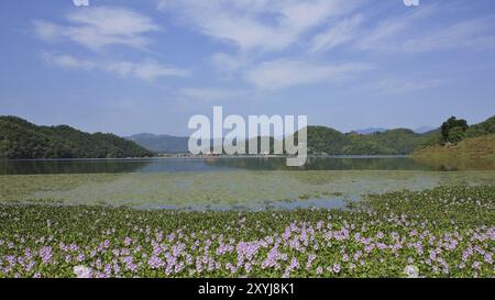 Tappeto di giacinti d'acqua e verdi colline sulla riva del lago begnas, Nepal. Giorno di primavera vicino a Pokhara Foto Stock