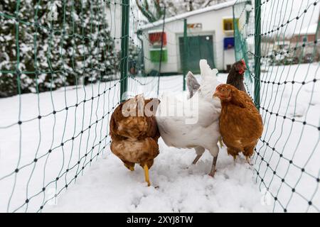 I polli nella neve Foto Stock