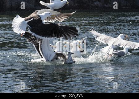 Gabbiani marini che combattono a piedi in mare Foto Stock