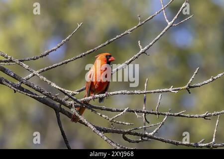 Il cardinale settentrionale (Cardinalis cardinalis) arroccato su un ramo d'albero Foto Stock