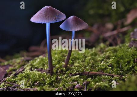 Due piccoli funghi a filigrana sul muschio con punto luminoso nella foresta. Terreno boschivo. Foto macro dalla natura Foto Stock