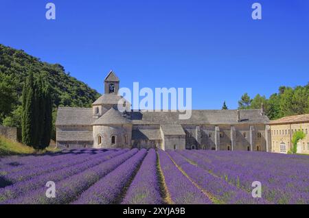 Senanque 06 Foto Stock