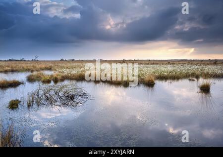 Palude con erba di cotone con cielo riflesso prima del tramonto Foto Stock