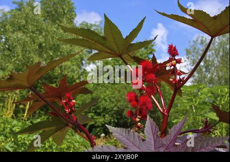 Albero miracoloso, impianto di olio di ricino 24 Foto Stock