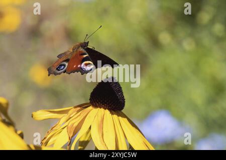 Un pavone europeo (Inachis io) vola su un fiore giallo, un coneflower (Rudbeckia fulgida), in un ambiente naturale, Assia, Germania, Europa Foto Stock