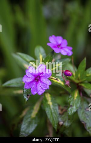 Fiore rosa, vivace Lizzie (Impatiens walleriana), provincia di Alajuela, Costa Rica, America centrale Foto Stock