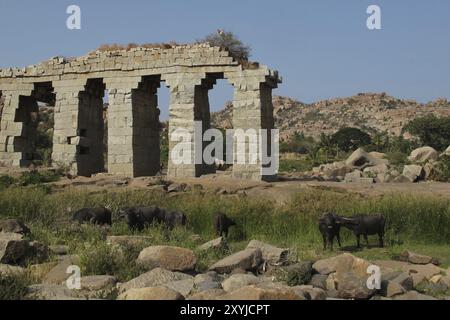 Ponte vecchio e bufali d'acqua a Hampi, India, Asia Foto Stock