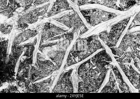 Pine Roots, Norrbotten, Lapponia, Svezia, settembre 2014, Europa Foto Stock