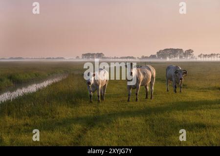 Tre mucche sul pascolo con nebbia durante l'alba presto Foto Stock