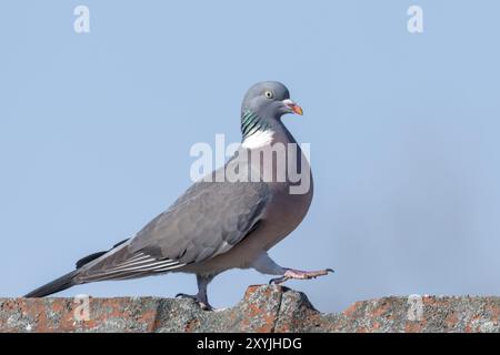 Il piccione di legno cammina sopra una cresta del tetto di fronte a un cielo blu Foto Stock