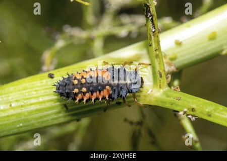 Larva dello scarabeo asiatico su una pianta di finocchio di fronte a uno sfondo verde sfocato Foto Stock