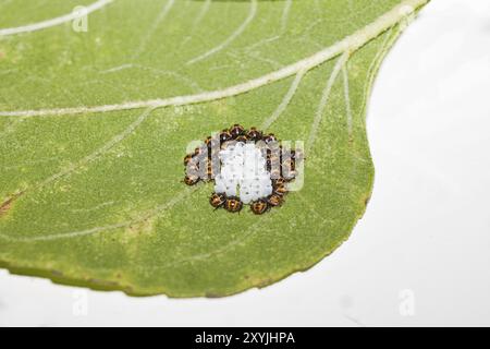 Primo piano di insetti comuni appena nati (Pyrrholcoris apteus) sul lato inferiore di una foglia di girasole Foto Stock