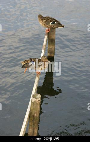 Due mallards su una recinzione in acqua Foto Stock