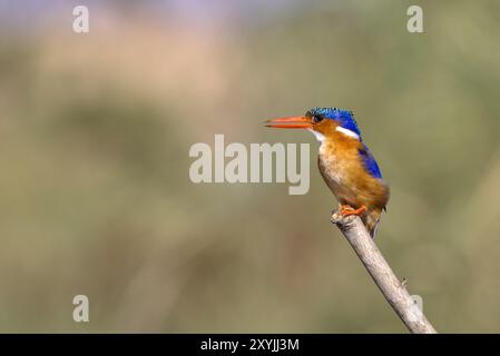 Kingfisher malachita in Malawi, Africa Foto Stock