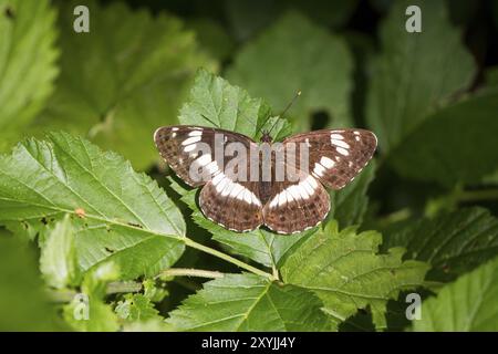 Ammiraglio bianco, Limenitis camilla, ammiraglio bianco eurasiatico Foto Stock