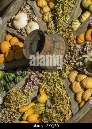 Ruota in legno con varie zucche e fiori secchi in stile rustico, incasso in zinco arrugginito centrato, borken, muensterland, Germania, Europa Foto Stock