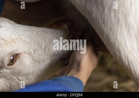 Dettaglio di un contadino che aiuta una capra a succhiare dalla mammella di sua madre Foto Stock