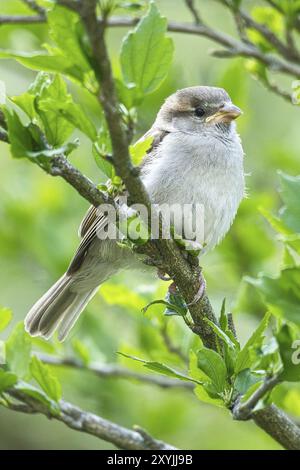 Passero seduto su un ramo nel cespuglio con foglie verdi in estate. songbird in via di estinzione. Foto di animali dalla natura selvaggia Foto Stock