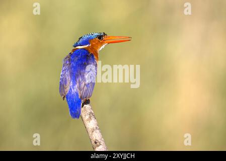 Kingfisher malachita in Malawi, Africa Foto Stock