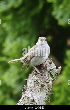 Young House Sparrow in attesa del suo cibo Foto Stock