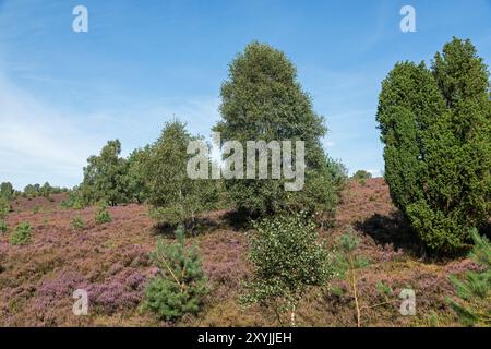 Fioritura Calluna vulgaris, ginepro (Juniperus communis), vicino a Wilsede, Bispingen, Lüneburg Heath, bassa Sassonia, Germania Foto Stock