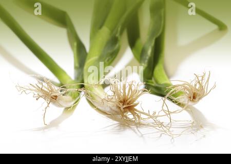 Tre cipolle di primavera fresche (Allium fistulosum) dal basso, concentratevi sulle radici Foto Stock