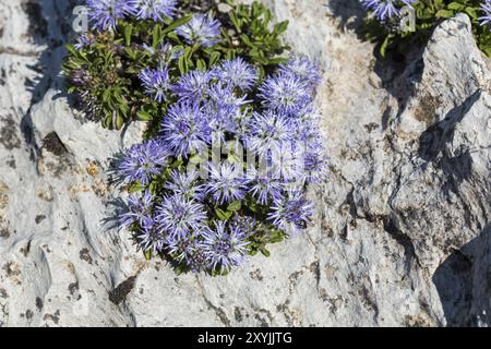 Margherita globo-leavata (Globularia cordifolia) nelle Alpi Foto Stock