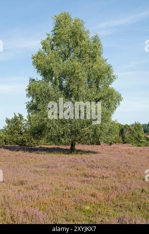 Calluna vulgaris in fiore, alberi, betulla, vicino a Wilsede, Bispingen, Lüneburg Heath, bassa Sassonia, Germania Foto Stock