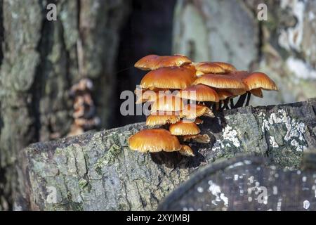 Gambo di velluto funghi Flammulina velutipes) che cresce su un vecchio ceppo di albero Foto Stock