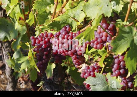 Weintraube in vigna rot auf dem, uva in rosso su vigneto Foto Stock