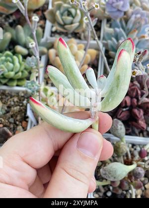 Raro cotyledon orbiculata pianta succulenta variegata nella mano femminile Foto Stock