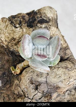 Cotyledon grigio orbiculata pianta succulenta primo piano. Fiore su sfondo in legno vecchio, vista dall'alto Foto Stock