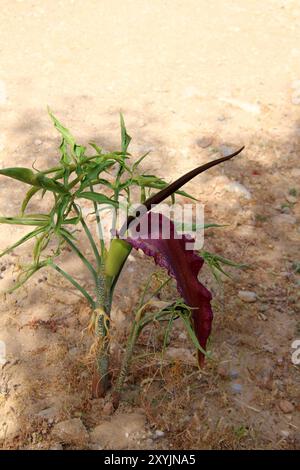 Giglio di drago in fiore o arum di drago (Dracunculus vulgaris) endemico dei Balcani (Kos, Grecia) Foto Stock