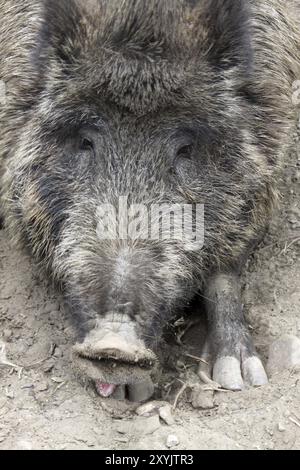 Cinghiale stanco Foto Stock