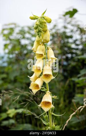 Fiore giallo di foxglove (digitalis grandiflora), monti Low Tatras, repubblica Slovacca. Scena naturale stagionale. Foto Stock