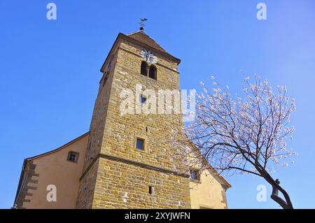 Die St. Laurentius Kirche a Gimmeldingen waehrend der Mandelbluete, la chiesa di St. Laurentius a Gimmeldingen durante la fioritura delle mandorle, Germania, EUR Foto Stock