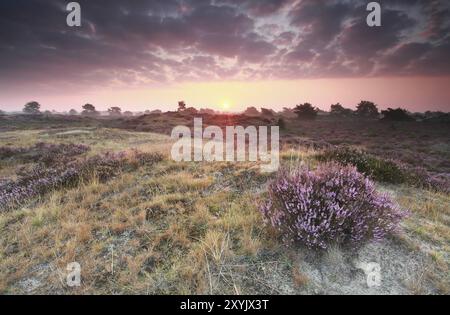 Bella alba sulle colline fiorite in estate Foto Stock