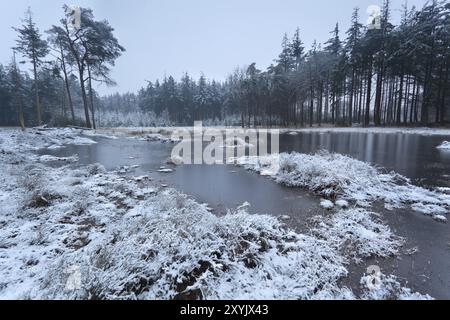 Lago ghiacciato nella foresta di conifere d'inverno Foto Stock