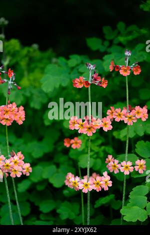 Primrose giapponesi in fiore in un bosco ai Cluny House Gardens Foto Stock
