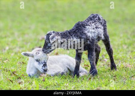 Due neonati in bianco e nero gli agnelli insieme nel verde dei pascoli durante la stagione primaverile Foto Stock