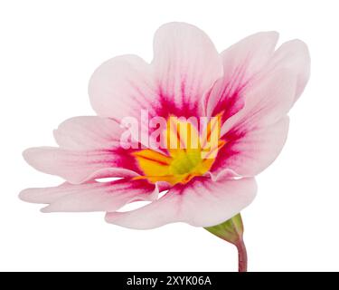 Fiore singolo rosa fucsia Primula Vulgaris. Isolato su sfondo bianco. Foto Stock