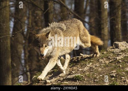 Timberwolf in cerca Foto Stock