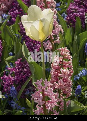 Un cremoso tulipano bianco spicca sopra giacinti rosa e viola in un letto di fiori, Amsterdam, Paesi Bassi Foto Stock