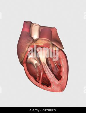 Valvole cardiache che mostrano valvola polmonare, valvola mitrale e tricuspide Foto Stock